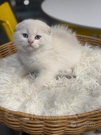 Scottish fold