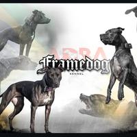 Pitbull ADBA cuccioli