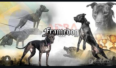 Pitbull ADBA cuccioli