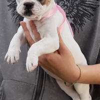 Cucciola bulldog francese