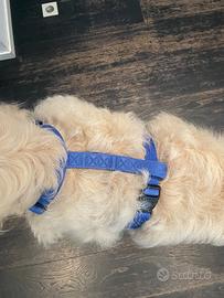 PETTORINA BLU