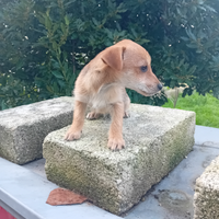 Phincer-chihuahua cucciolo