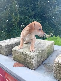 Phincer-chihuahua cucciolo