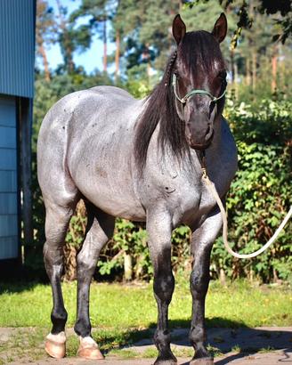 Cavalla Quarter Horse Puledra Roana