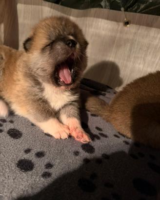 Vendita cani