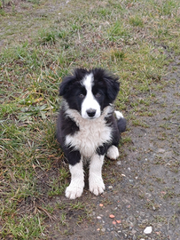 Border collie maschio