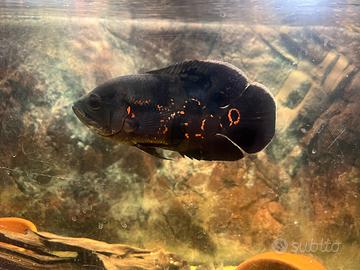 Astronotus ocellatus "oscar"