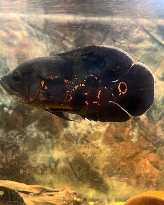 Astronotus ocellatus "oscar"