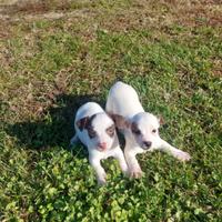 Jack Russell Terrier