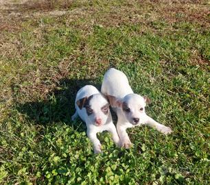 Jack Russell Terrier