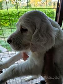 Splendidi cuccioli setter inglese