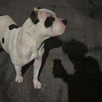Amstaff maschio