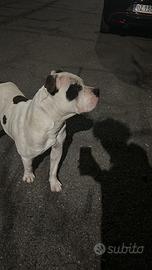 Amstaff maschio