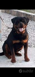 Rottweiler Maschio