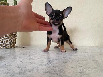 Cuccioli di chihuahua