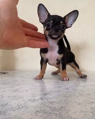 Cuccioli di chihuahua