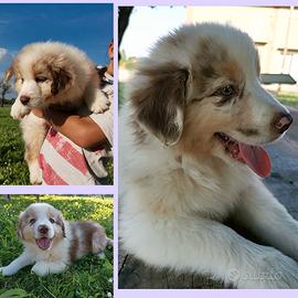 Cuccioli di pastore australiano