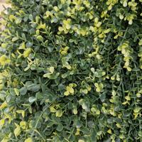 Siepe artificiale 3D Bosso in pannelli da 1x1