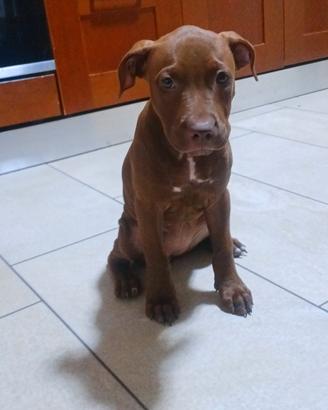 Red nose 3 mesi femmina