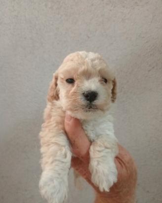Maltipoo piccola taglia