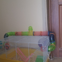Animali