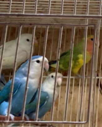 Inseparabili