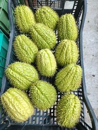 Zucchine spinose