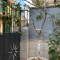 Pianta di limone in vaso