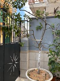 Pianta di limone in vaso