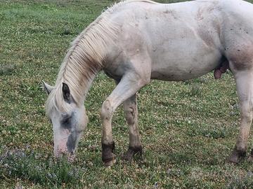 Cavallo di 2 anni incrocio paint