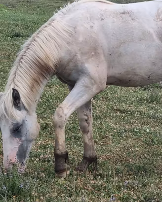 Cavallo di 2 anni incrocio paint