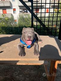 American Bully Maschio per Accoppiamento