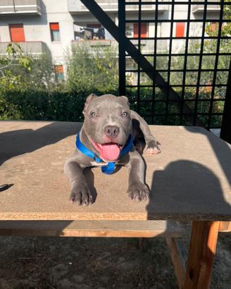 American Bully Maschio per Accoppiamento