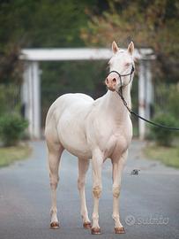 Splendido cavallo con occhi azzurri
