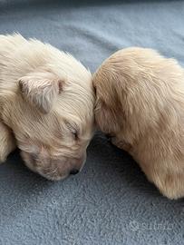 Cuccioli di Golden Retriever