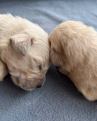 Cuccioli di Golden Retriever
