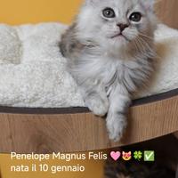 Maine Coon Piccole bimbe