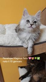 Maine Coon Piccole bimbe