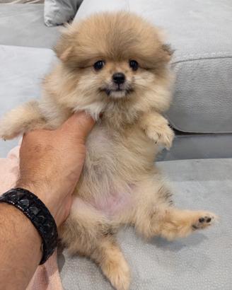 Spitz di Pomerania feminia tel 3792316469