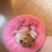 Barboncino Maltipoo color champagne