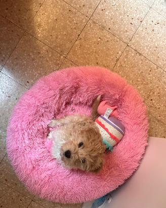 Barboncino Maltipoo color champagne