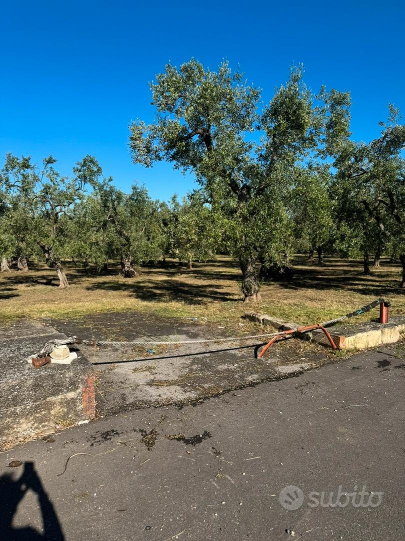 Terreno agricolo sp.88 tra giovinazzo/bitonto - Vista 2