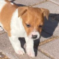 Cuccioli di jianck russell