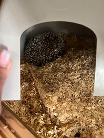 Riccio africano con teca