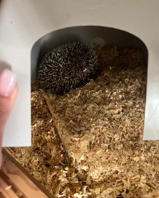 Riccio africano con teca