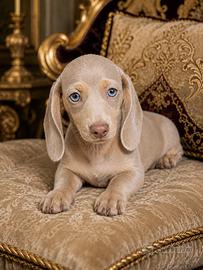 Cuccioli bassotto TOP