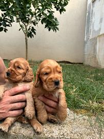 Cuccioli cocker fulvi maschio femmina pedigree