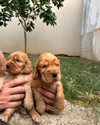 Cuccioli cocker fulvi maschio femmina pedigree