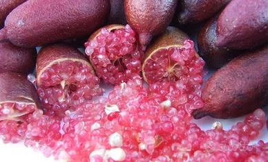 limoni  caviale rosa