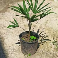 piante di palma da giardino